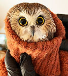 Saw-whet owl