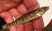 Northern logperch
