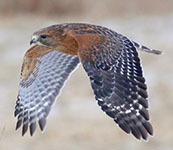 Red-shouldered hawk