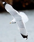 Mew gull