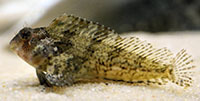 Feather blenny