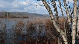Photo of a large marsh with a birch tree in the foreground.