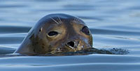 Habor seal