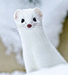 Short-tailed weasel (ermine)