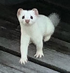 Short-tailed weasel (ermine)