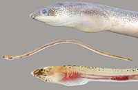 Speckled worm eel