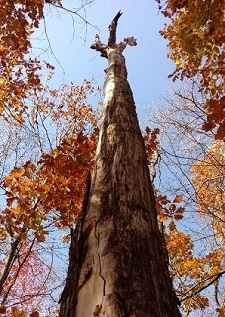 dead tree in the forest