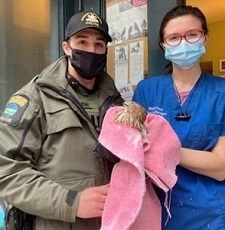 ECO with injured hawk