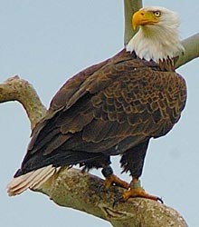 bald eagle on tree limb