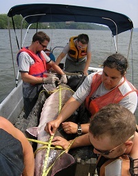 4 people in a boat use tape measures to determine the size of a large Atlantic sturgeon.