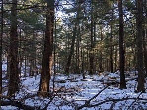 Forest in Erwin WMA in winter