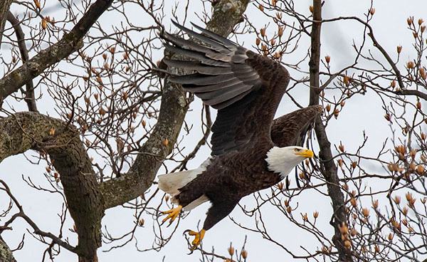 Bald eagle (NY62) courtesy of Bob Rightmyer