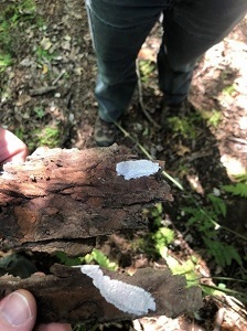 a hand holds a stick with a SLF egg mass on it
