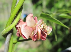 the flower of a native groundnut plant