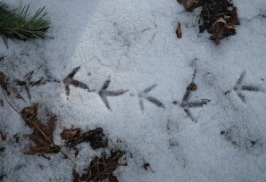 bird tracks in the snow