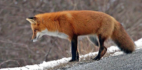 Red Fox courtesy of Deborah Tracy Kral