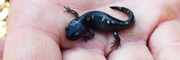 A hand holds a tiny spotted salamander.