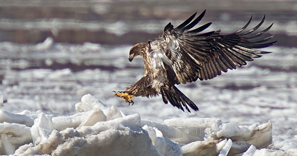 Bald eagle on ice photo courtesy of Terry Hardy