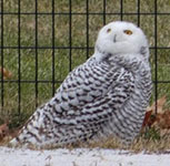 Snowy owl