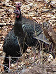 Wild turkeys