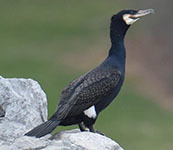 Great cormorant