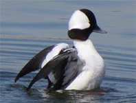 Bufflehead