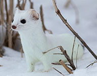 Short-tailed weasel