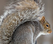 Gray squirrel