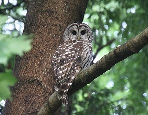Barred Owl_Fred Couse