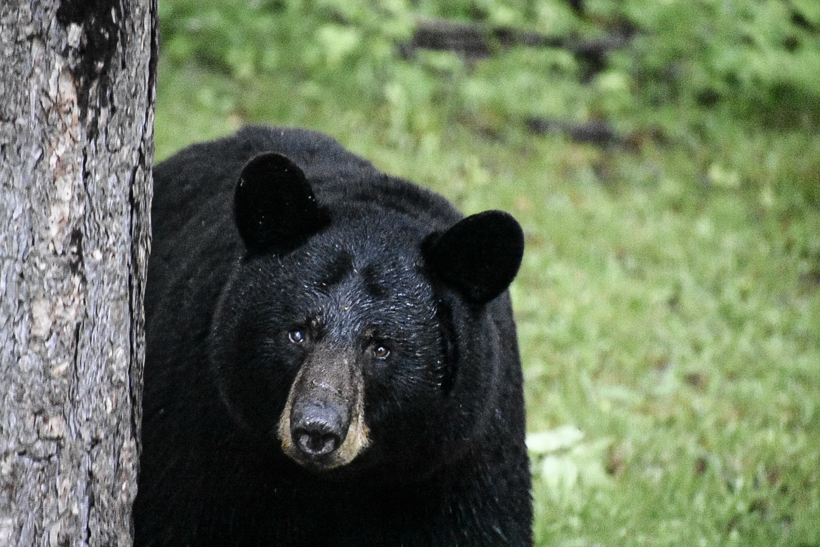 black bear by Pete Patrick