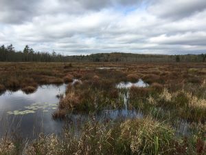 Image of a large, vegetated wetland under a cloudy sky.
