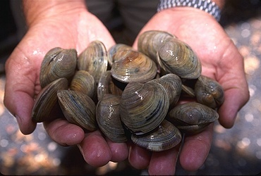 Hard clams being held in a person's hands