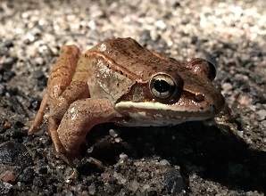 wood frog on road