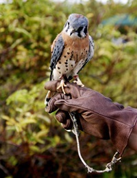 falconer with bird