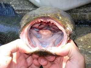 mouth of northern snakehead 