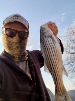 A man wearing a facemask and sunglasses holds up a large striped bass he caught while fishing.