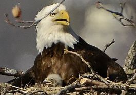 A female bald eagle with her nestling in a nest at the top of a  tree. Photo by John Devitt.