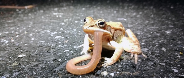 A wood frog stops on the road with a long worm in its mouth.