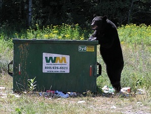 Bear standing next to garbage dumpster
