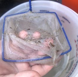 A small fish net with tiny worm-like eels is held over a bucket of stream water.