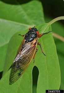 cicada on a leaf