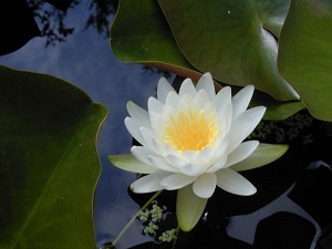 a flowering white water lily