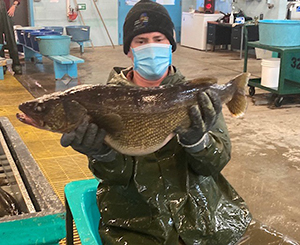 12lb female walleye