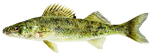 Walleye