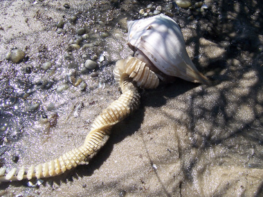 Whelk with egg case