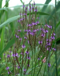 A tall flowering plant that tolerates wet soil.