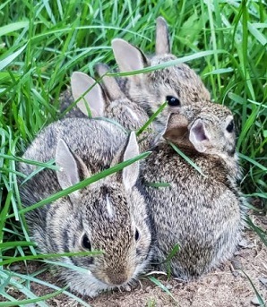 A group of young cottontail rabbits on the ground