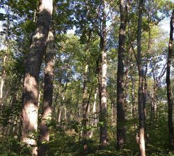 View of a stand of leafy trees with sunlight streaming through. Photo by Laura Heady