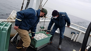 Preyfish catch during survey