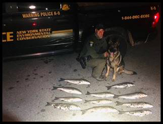 ECO DeRosa and K9 Cramer with illegally harvested striped bass